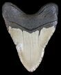Huge, Megalodon Tooth - North Carolina #54792-2